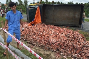 Vĩnh Long: Lật xe tải, hàng tấn phụ phẩm cá văng xuống đường