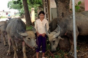 Từ phố lên núi trộm cắp trâu