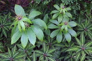 Cây thất diệp “vống” giá nhờ tin đồn đặc trị ung thư