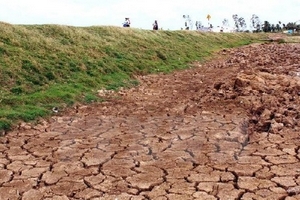 Nông dân Khánh Hòa thất thu vì nắng hạn gay gắt kéo dài