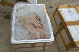 Bắt xe khách chở thịt động vật thối, phát hiện xe máy bị trộm