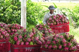 Giá thanh long giảm còn một nửa, nông dân Đồng Nai lỗ nặng