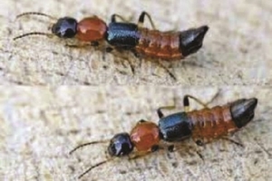 Phòng và chữa kiến ba khoang tại nhà