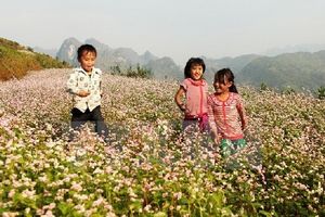 Du khách đổ xô lên ngắm hoa tam giác mạch, Hà Giang "cháy phòng"