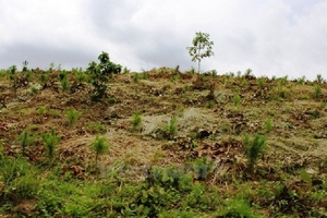 Lâm Đồng xử lý các tập thể, cá nhân phá rừng, chiếm đất lâm nghiệp