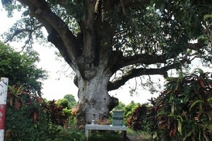 Về Bạc Liêu, thăm cây xoài cổ