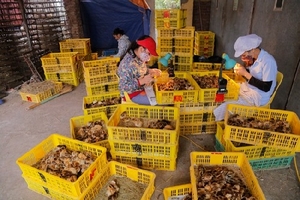 Cận cảnh công việc "soi giống" kiếm tiền tỷ mỗi năm