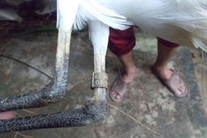 Bắt được cò lạ đeo vòng có ký hiệu chữ Trung Quốc