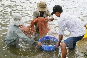 Nông dân Trà Vinh phấn khởi vì trúng vụ nuôi tôm càng xanh