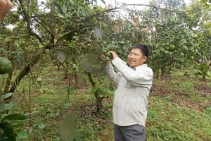 Người cựu chiến binh vươn lên thoát nghèo