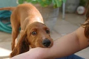 Thai phụ bị chó dại cắn tử vong