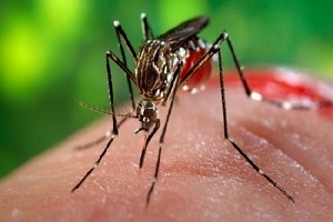 Bộ Y tế thành lập 4 đội phản ứng nhanh với virus “ăn não người”