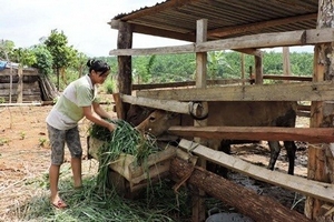 Chăn nuôi bò - hướng đi mới của của bà con dân tộc ở Ia H’Drai - Kon Tum