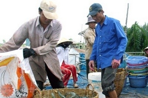 Nguy cơ thiếu tôm nguyên liệu chế biến xuất khẩu do hạn, mặn