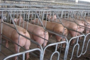 Thanh Hóa: Người tiêu dùng lo lắng khi phát hiện chất cấm trong chăn nuôi