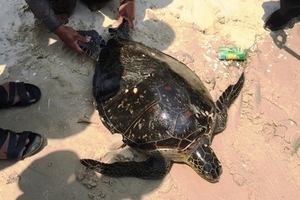 Thả rùa quý hiếm về môi trường tự nhiên