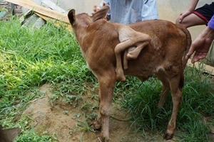 Kỳ lạ bê cái được sinh ra với 7 chiếc chân