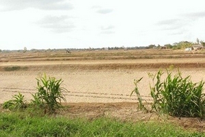 Sóc Trăng: Chán nản vì tôm chết trắng ao