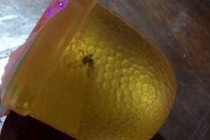 Hoảng hồn với thạch rau câu Long Hải có ruồi