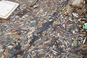 Vì sao cá chết hàng loạt dọc biển miền Trung?