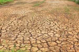 New Zealand hỗ trợ 50.000 USD “cứu khát” người dân Bến Tre