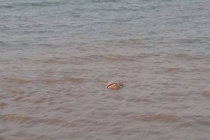 Phát hiện xác chết trôi dạt trên sông Lam