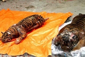 Bắt giữ đối tượng vận chuyển 4 cá thể hổ đông lạnh