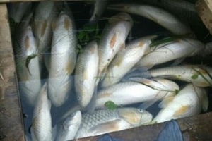 Cá vẫn tiếp tục chết nhiều trên sông Bưởi