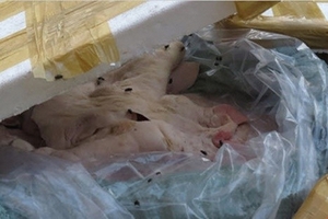 10 tấn nội tạng thối bị bắt trên đường đi tiêu thụ