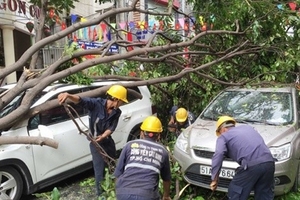 Cây xanh đè bẹp 2 xe ô tô giữa trung tâm Sài Gòn