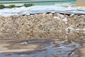 Thanh Hóa: Mùi cá chết nồng nặc bủa vây khu kinh tế Nghi Sơn