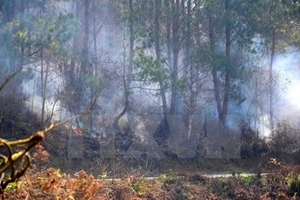 Cháy rừng tại Nghệ An, nhiều diện tích thông và keo bị thiêu rụi