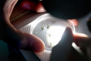 Công bố vắc xin chống Zika trong tháng 10/2016