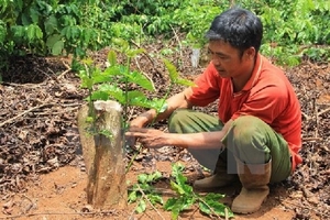 Các tỉnh Tây Nguyên sẽ tái canh thêm gần 19.000ha càphê