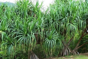 Chữa bệnh tiểu đường bằng bài thuốc từ lá cây dứa dại