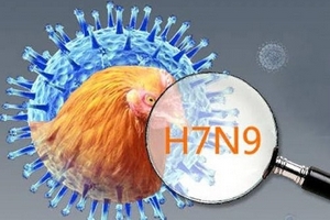 Cảnh giác với dịch cúm gia cầm H7N9 nguy hiểm gây tử vong cao