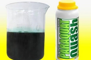 Nguy cơ tử vong cao do ngộ độc thuốc diệt cỏ Paraquat