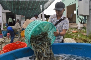 Giá tôm đầu vụ ở mức cao, nông dân phấn khởi