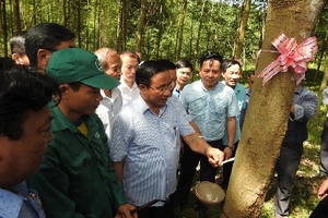 Công ty cao su Hương Khê khai thác dòng mủ đầu tiên