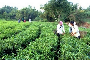 Công ty Cổ phần chè Tân Trào (Tuyên Quang): Nâng cao chất lượng sản phẩm  vì sức khỏe cộng đồng