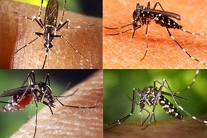 Báo động đỏ dịch sốt xuất huyết