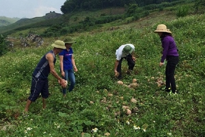 Hàng loạt nông dân Sơn La kêu cứu vì bí đỏ thối rữa do giá rớt thê thảm