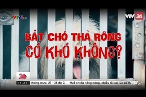 Tiêu điểm: Bắt chó thả rông – có khó không?