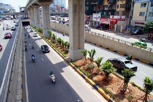 Cận cảnh hàng cau bụi dưới chân công trình đường sắt Cát Linh - Hà Đông.