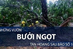 Những vườn bưởi ngọt tan hoang sau bão số 10