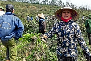 Tự ý chặt rừng trồng của dân, TGĐ Công ty Cao su Hà Tĩnh nói “do anh em nóng vội”