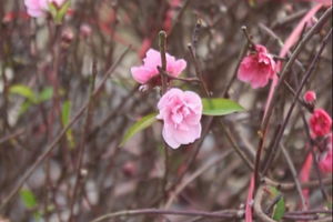 Nhộn nhịp không khí đón tết sớm của người Hà Nội