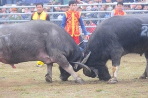 Khai mạc Hội chọi trâu Báo NTNN - huyện Phúc Thọ 2014
