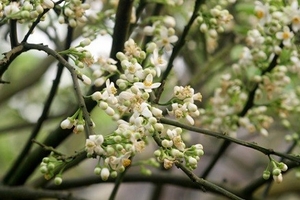 Hà Nội  nồng nàn hương bưởi tháng ba