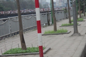 Cả một đoạn phố Hà Nội trở thành vườn rau sạch.